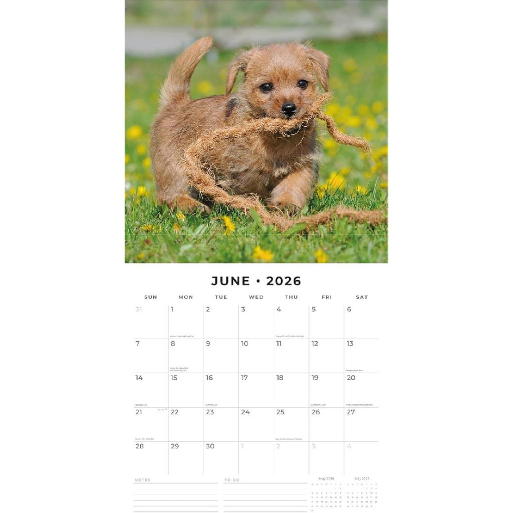 Red Robin 2026 Norwich & Norfolk Terriers Monthly Wall Calendar | 12" x 24" Open | Premium Thick & Sturdy Paper | Hangable 12 Month Calendar | Lined