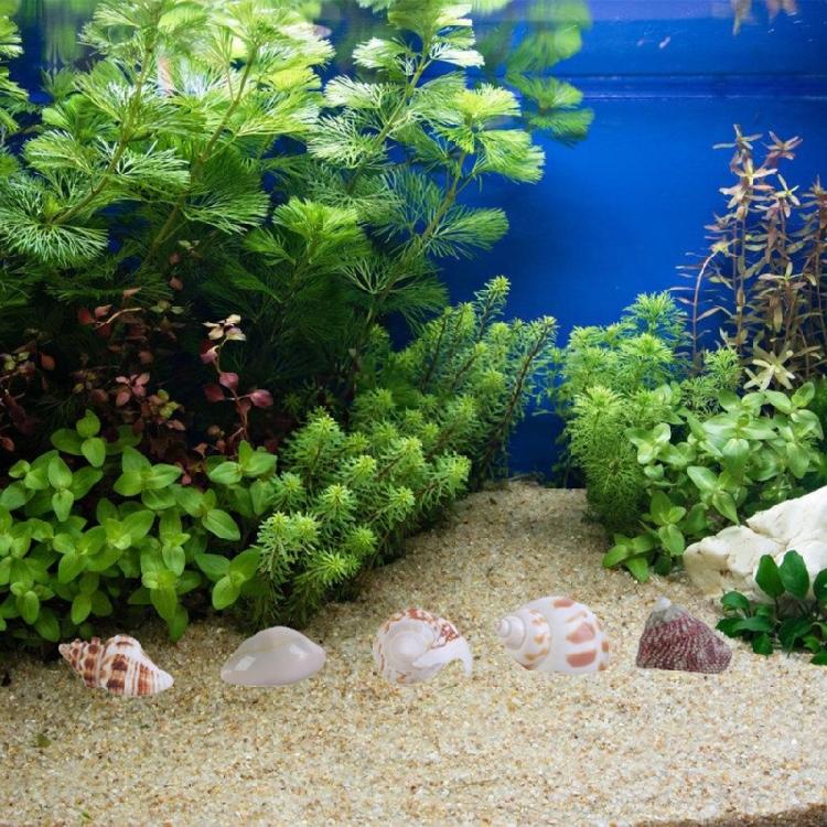 Floating Seashells Display Box Large-capacity Seashells Decorative Storage Box for Home and Beach Decoration