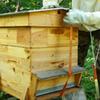 Durable 5-meters Beehive Binding Strap Adjustable Fixed Hive Binding Device with Buckle Lashing Belt Beekeeping Tool