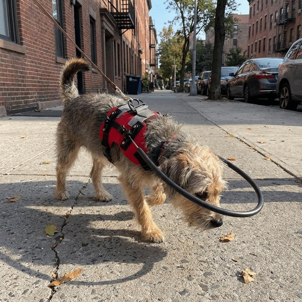 Breathable Blind Dog Safety Bumper Reflective Blind Dog Harness Pet Collision Collar  Pet Safety