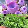 Purple Mountain Rose Succulent: Easy-to-Grow Multi-Headed Indoor Plant for Home or Office