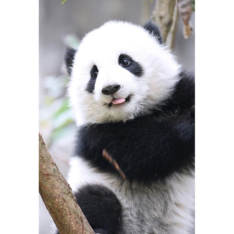 DIY 5D broderie cu diamante Panda pictura cu diamante cu punct de cruce complet rotund burghiu stras cadou arta perete decor acasă