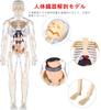 YoXinKau Human Anatomy Model Toy for Kids: Human Anatomy Model with Removable Organs, Anatomy Model Set, Educational Toy for Kids, Assembly and Disass