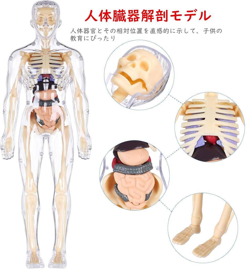 YoXinKau Human Anatomy Model Toy for Kids: Human Anatomy Model with Removable Organs, Anatomy Model Set, Educational Toy for Kids, Assembly and Disass