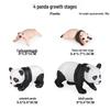 Pediatric Learning Model: Plastic Animal Growth Cycles - Frog, Butterfly, Rooster, Sea Turtle, Chinese Horseshoe Crab