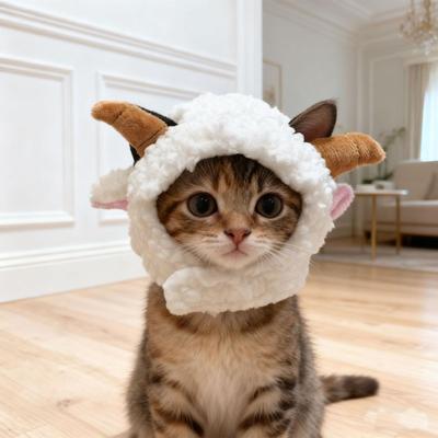 Katzen – Kleidung für Katzen