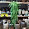 Artificial Spider Plant & Fern Hanging Decor - Trailing Green Vines for Wall & Ceiling