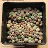 Rare Lithops Succulent Pot: Diverse Colors & Varieties