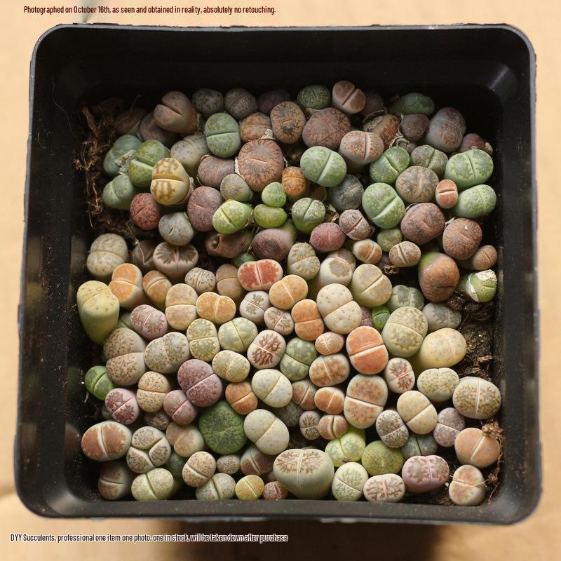 Rare Lithops Succulent Pot: Diverse Colors & Varieties