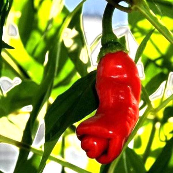 ReinSaat Peperone Dulce Italiano, 1 confezione - Italia