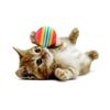 3 Stück /Set Bunte Haustier Katze Kätzchen Weicher Schaumstoff Regenbogen Spielbälle Lustige Aktivitätsspielzeuge