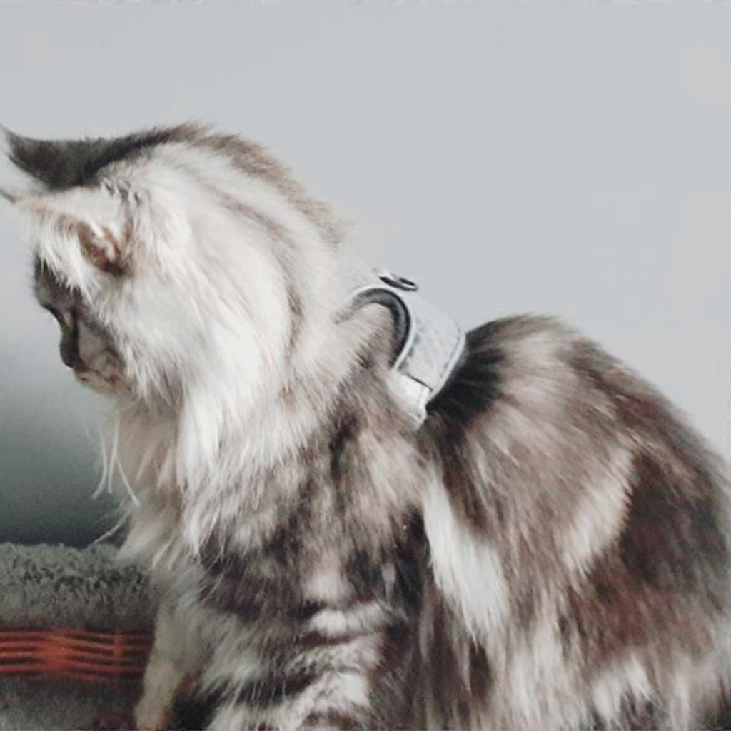 Explosionsgeschützt für Katzengeschirr und Leine zum Spazierengehen Bequeme Outdoor-Weste Atmungsaktives Netz Reflektierender Streifen Geschenk für L blau