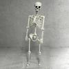 Esqueleto Humano Halloween Realista Articulado Cuerpo Completo Calavera Huesos Decoración Aterradora para Casa Embrujada Fiesta Interior Exterior Exhibición