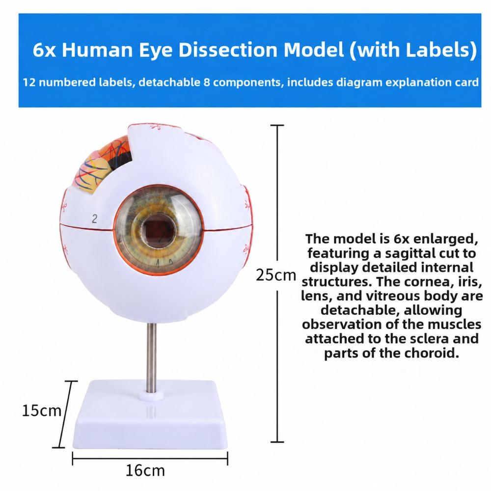 6X White & Transparent 6X Enlarged Eye Model Ophthalmology Anatomical Model Science Presentation