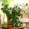 Artificial Plants 70 Cm/27.5 Inch Long Evergreen Plant Leaf Wall Room Patio Indoor and Outdoor Wedding Decoration