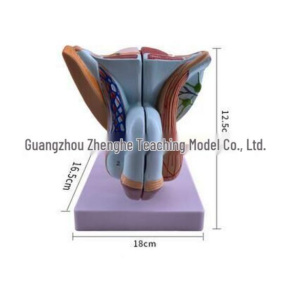 Male Reproductive and Urinary System Teaching Model with Internal and External Genitalia