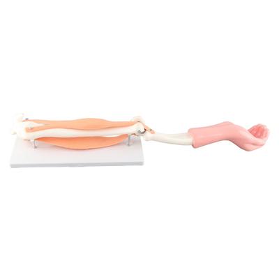Arm Moving Model Anatomical Elbow Joint Motion Model Primary School Teaching Accessory