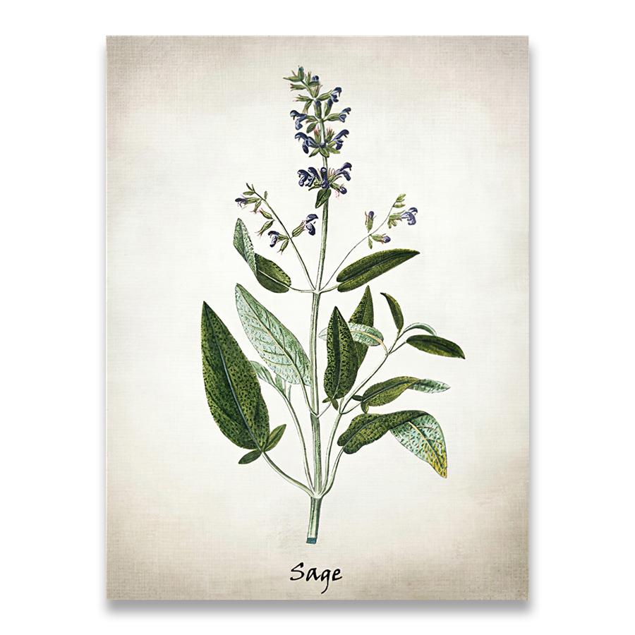 Herb Canvas Art Painting Vintage Herbal Illustrations Posters and Prints Culinary Herbs Botanical Kitchen Wall Art Picture Decor