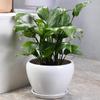White Ceramic Orchid Pot, Large Elegant Design for Living Room
