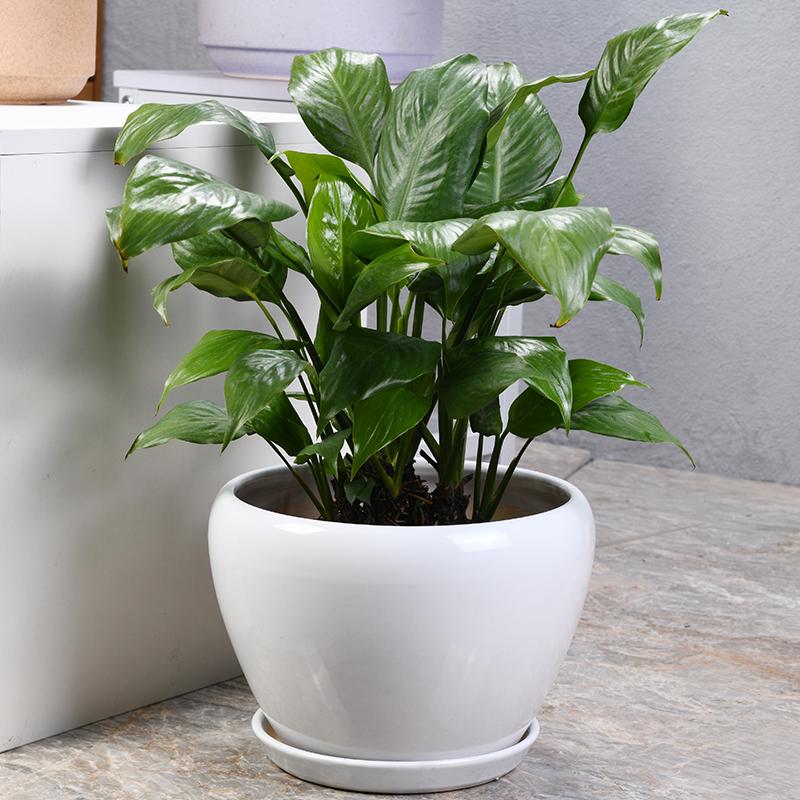 White Ceramic Orchid Pot, Large Elegant Design for Living Room