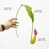 Multicolor Artificial Pitcher Plants Greenery Accessories Green Leaves Hanging Green Plants Photo Props Faux Plant