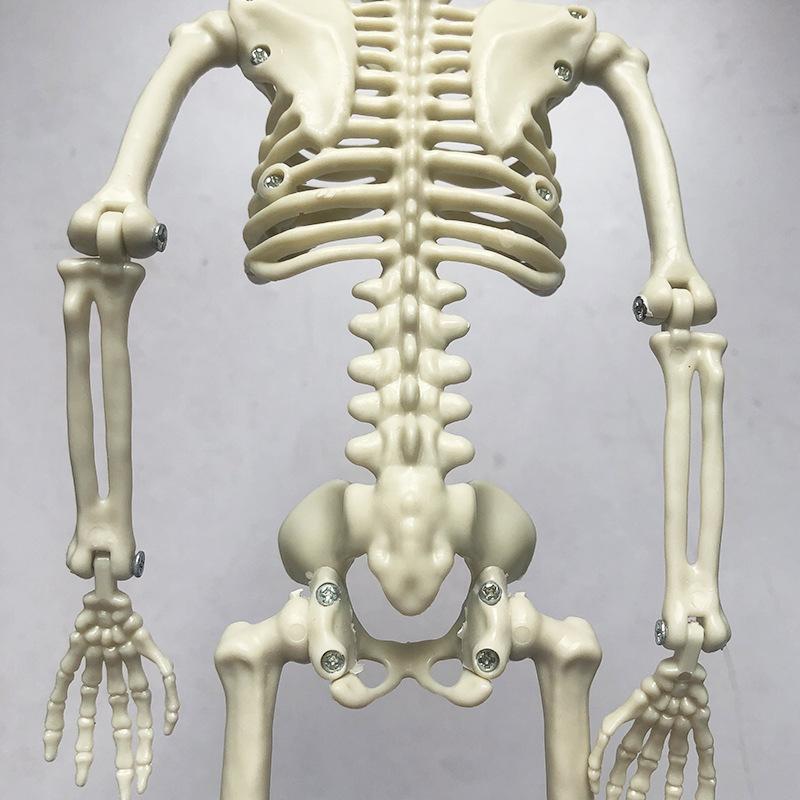 Movable Joint Halloween Skeleton Decoration: Plastic Skull Pendant & Props