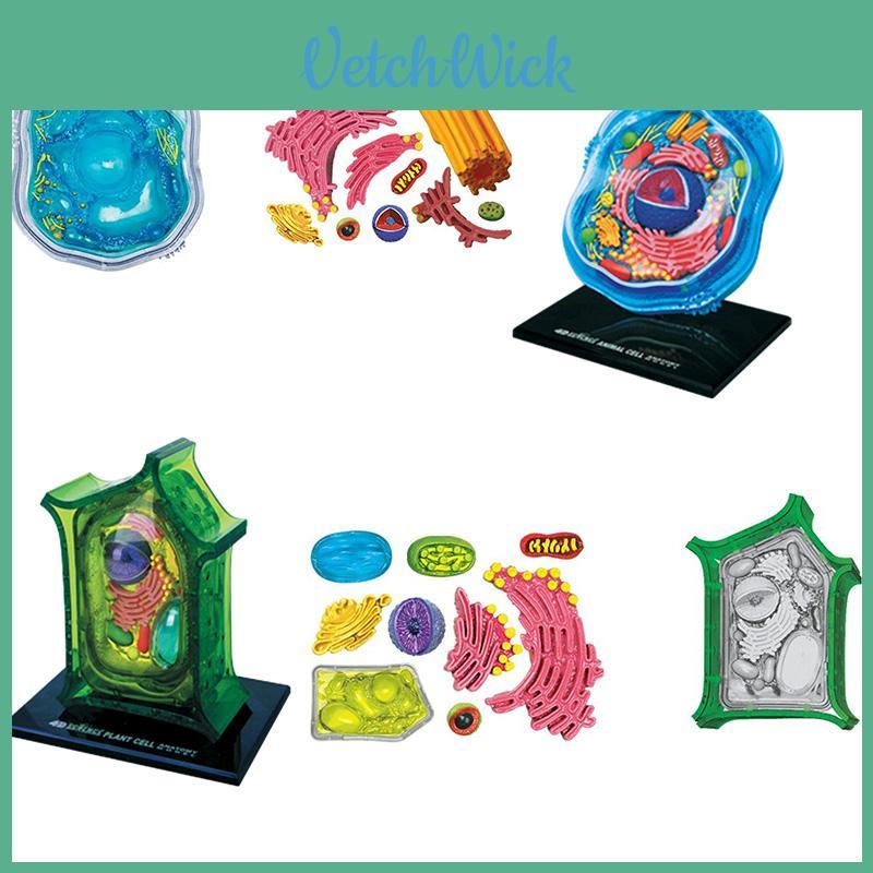 4d Master Animal And Plant Cell Model Microscopic Structure For Educational Display Pvc Material Plant Cell