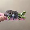 Acrylic Koala Hair Claw Bear Big Shark Clip Fashion Animal Hair Clip  Female