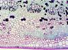 Delta Optical Biostage Ii Microscope