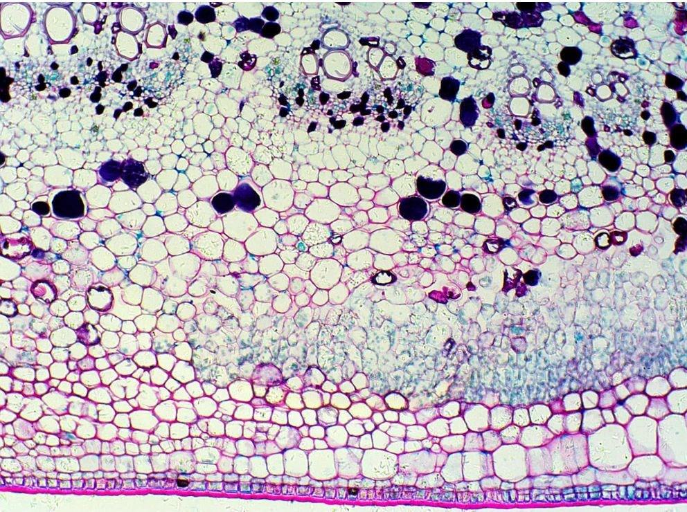 Delta Optical Biostage Ii Microscope