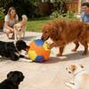 Herding Dog Toys Interactive Calming Pet Supplies Small Dog Calming Ball Herding Toys for Outdoor Yard Water Pool Puppy Play