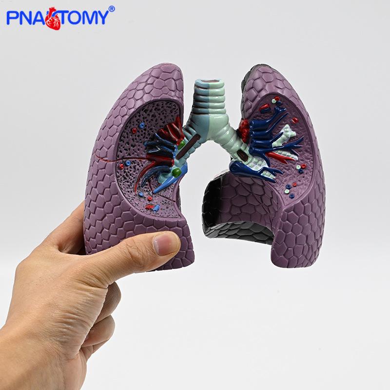 Human Lung Model: Healthy vs. Smoking Lesion for Respiratory Teaching