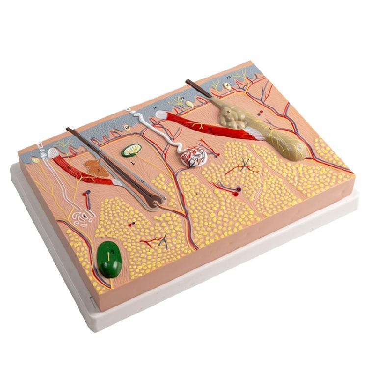 Human Skin Anatomy Model Human Skin Structure Anatomical Model 1