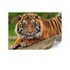 Standard Non-woven Wallpaper - 100 X 70 Cm - Eclectic Style - Animals Premium Non-woven Wallpaper - 200 X 140 Cm - Eclectic Style - Animals