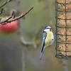 Hängendes Vogelfütterungswerkzeug, Gartenkoppel, Vogelfutterspender, Heimtierbedarf, Außendekoration, Wildvogelfutterspender, PVC-Rohr-Futterspender