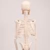 45cm (17") Mini Human Skeleton Model with Movable Arms and Legs, Scientific Model for Studying the Basic Details of the Human Skeletal System