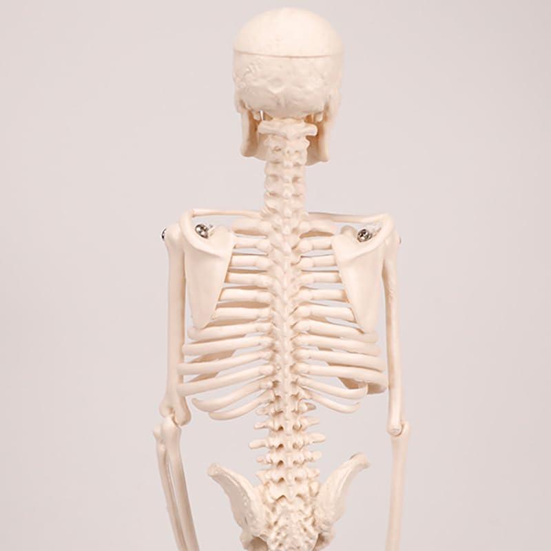 45cm (17") Mini Human Skeleton Model with Movable Arms and Legs, Scientific Model for Studying the Basic Details of the Human Skeletal System