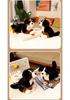 Adorable Bernese Mountain Dog Plush Toy – Realistic Sheepdog Cloth Doll Gift