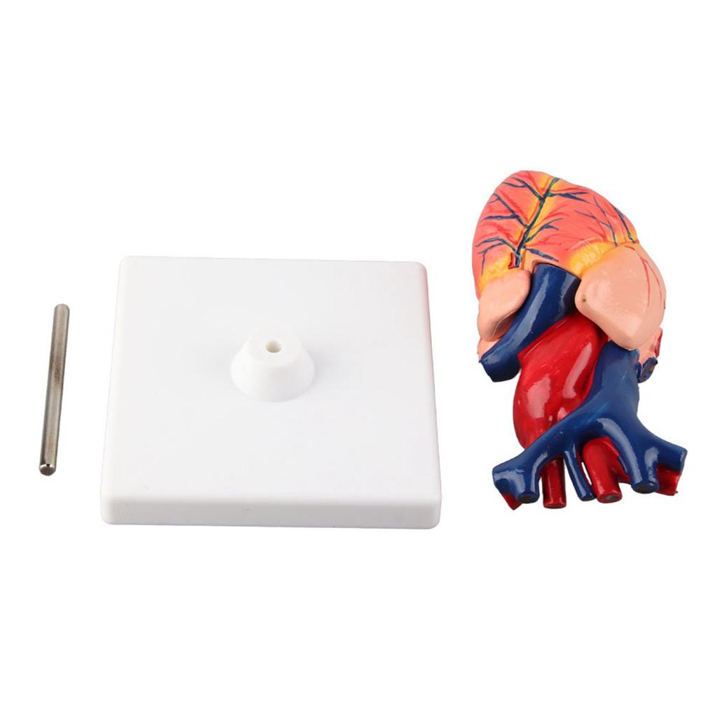 Life Size Anatomical Human Heart Model for Middle and High School Biology Teaching Tool
