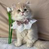 Pink Bow Tie & Lace Scarf for Cats & Small Dogs Elegant Neck Accessory with Artificial Pearls, for Mini & Toy Breeds, Pet Accessories