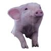 3pcs PVC Car Decals Pig Shape Piggy Cracking Rear Window Sticker  for Car,Home Glass Decorations
