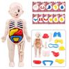 Body Torso Model,Early Learning Toy and School Educational,DIY Toys Assembly,Human Organ