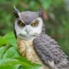 Home Art Craft Niedliche Dekoration Eulenform Harz Desktop Lebensechte Indoor Garten Figur Ornament Outdoor Anti-Vogel-Kollektion