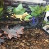 2Pcs 17 Inch Reptile Branches with Suction Cups Lizard Climbing Vines