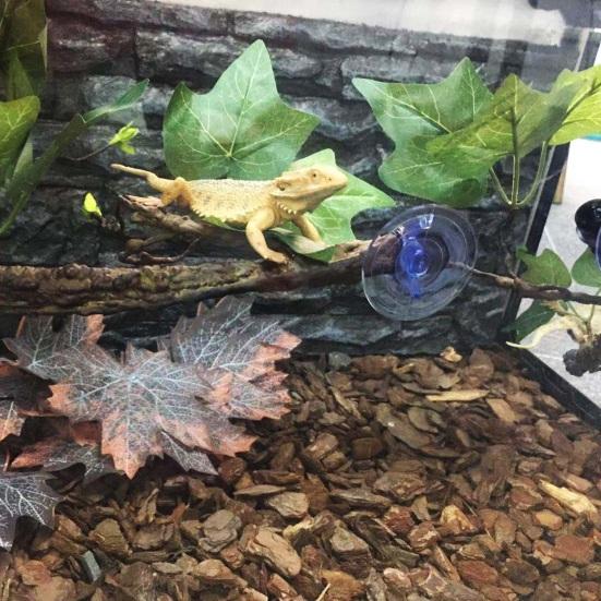 2Pcs 17 Inch Reptile Branches with Suction Cups Lizard Climbing Vines