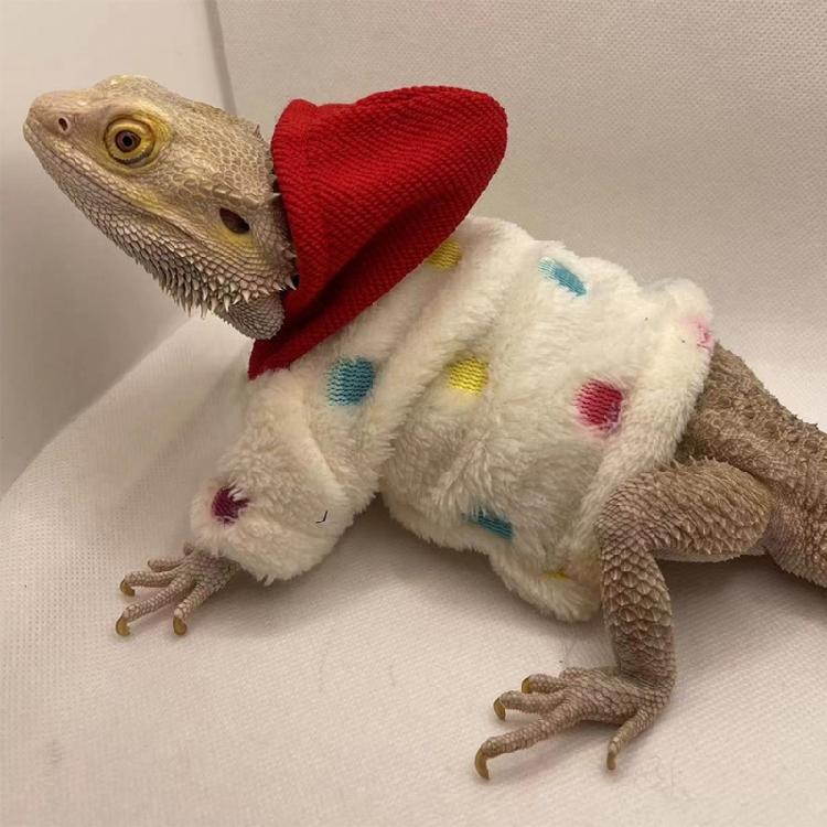 Bearded Dragon Warm Coat Soft Touching Hoodies for Reptiles Geckos Amphibians