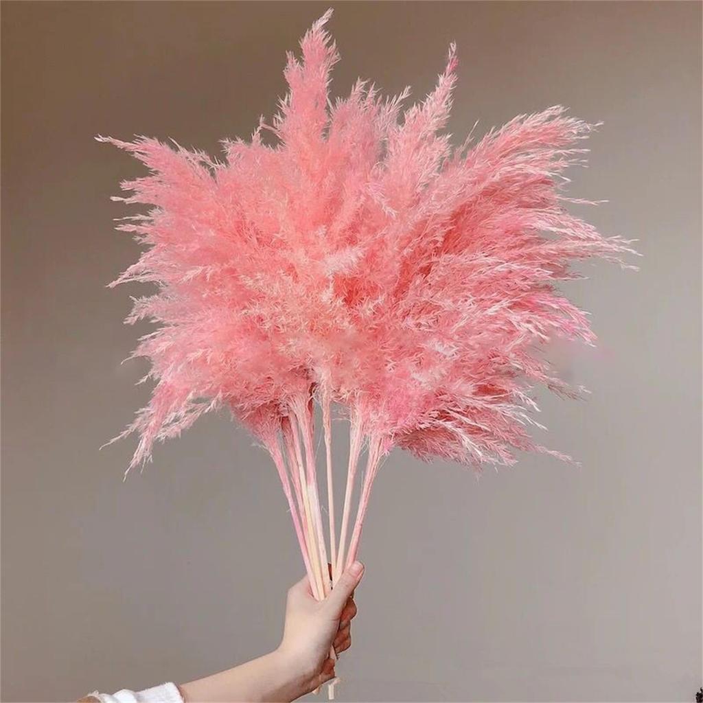 Dried Pampas Grass Natural Pampas Grass Bouquet Large Reed Dried Flowers for Boho Home Decor