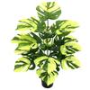 Nordic Style Variegated Monstera: Potted Plant for Home & Garden Decor