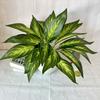 Monstera Deliciosa Faux Plant With 7fork Zebra And Turtles Leaves For Wedding Decor And Wall Art
