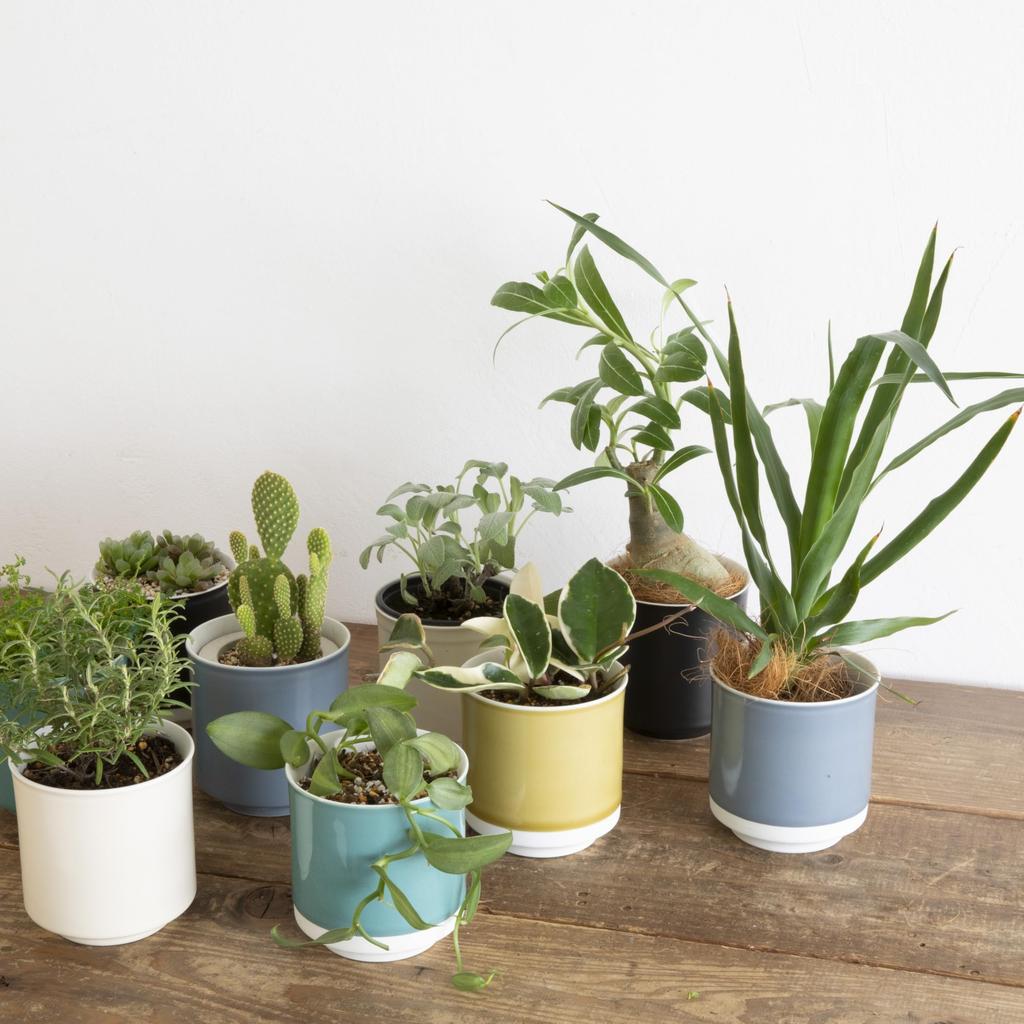 Leaf88 Hasami-Keramik Blumentopf mit Größe und Untertasse, handgefertigt in Japan, 10,5x11,5cm, 3,5 (Senf Weiß)